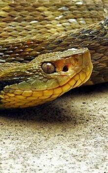 Esta 'família' de cobras está presente em grande parte do Brasil