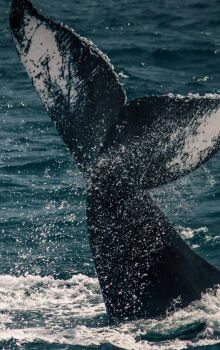 Baleia-azul rara surpreende pesquisadores em Ilhabela
