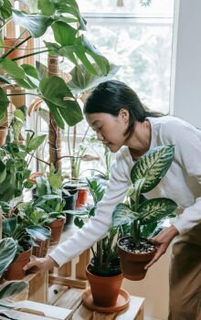 Uso de plantas dentro de casa é uma boa saída para combater problemas respiratórios