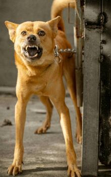 Cães têm capacidade de captar estímulos geralmente ignorados pelos humanos