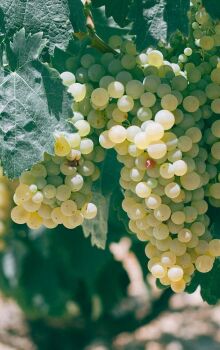 Cidade atrai visitantes com a famosa Rota do Vinho