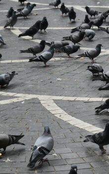 Animais podem transmitir doenças e atrair outras pragas para o seu lar