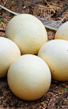 Fósseis têm até 80 milhões de anos e podem guardar embriões preservados