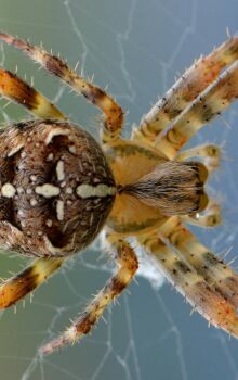 Mudanças simples no dia a dia vão deixar as aranhas longe do seu lar