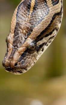 Maior cobra do mundo é encontrada no rio Tietê e foge rapidamente em São Paulo