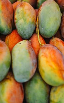 Jardin&oacute;polis, a 331 quil&ocirc;metros da capital paulista, &eacute; conhecida como a cidade da Manga 