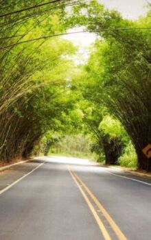 Visitantes s&atilde;o 