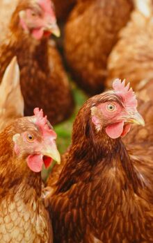 Impulsionada pela imigra&ccedil;&atilde;o japonesa, Bastos transformou o ovo em s&iacute;mbolo cultural