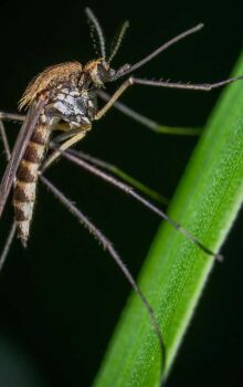 Clima extremo e solo vulc&acirc;nico criaram um ecossistema hostil &agrave; maioria das pragas