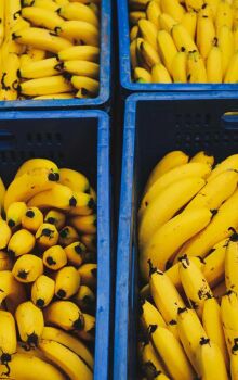 Cidade do sul de São Paulo lidera a produção da fruta no estado e movimenta a economia