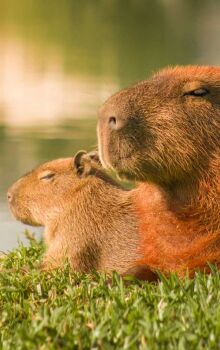 Animais descansam tranquilamente um ao lado do outro