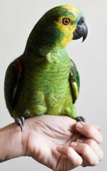 Sequenciamento genético identifica mais de 300 genes que podem explicar expectativa de vida