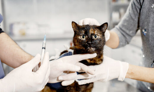 Cães e gatos saudáveis devem ser vacinados contra raiva a partir dos três meses