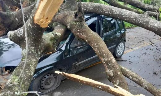 Árvore caiu em cima do carro, por volta das 6h30, desta sexta