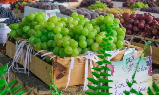 Capital da Uva, Vinhedo oferece vinhos e uvas deliciosos, além de uma paisagem de tirar o fôlego