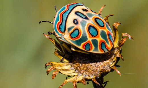 Inseto multicolorido recebe o nome científico de Sphaerocoris annulus.