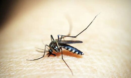 Dengue é causada por 4 sorotipos de vírus (DENV1, DENV2, DENV3 e DENV4)