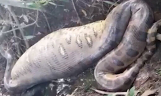 Na foto, sucuri faz digestão de capivara