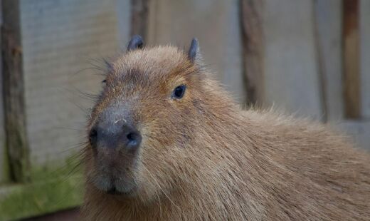 Fique tranquilo: pastel em forma de capivara não tem carne de capivara