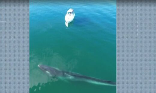 Baleia-fin foi flagrada no litoral de Angra dos Reis