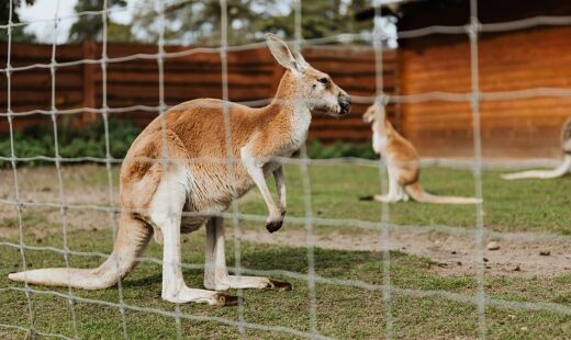 Canguru teria matado homem nos EUA; foto se trata de outro animal