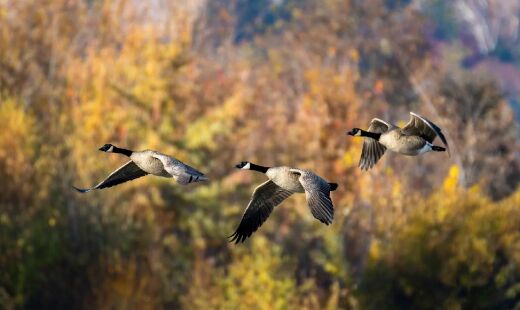 Cerca de 40% das aves passam pela migração duas vezes ao ano, levando milhões de pássaros a percorrerem o mundo