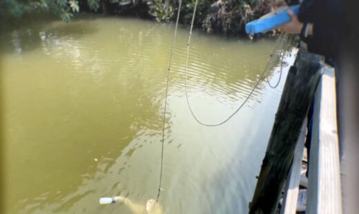 Cientistas revelam água-viva em forma de cubo com visão múltipla encontrada em reserva natural