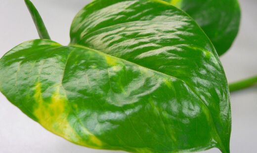 A planta Jiboia além de melhorar o ar do ambiente, ela é boa para decorações