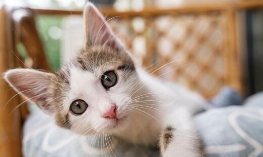 Gatos demonstram sensações e emoções pelos gestos corporais