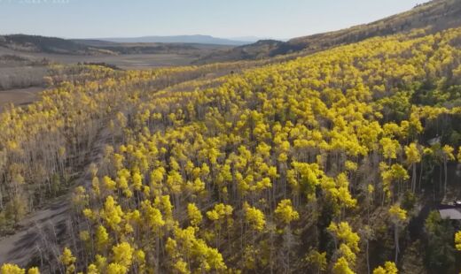 O que parece ser uma floresta, na verdade é apenas uma árvore