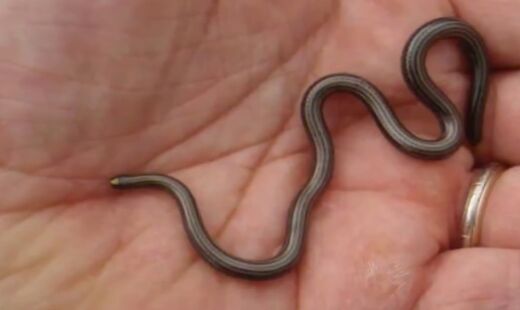A cobra de Barbados era considerado extinta