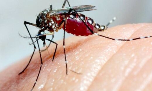 Resultado é atribuído às ações intensificadas de combate ao Aedes aegypti, mosquito transmissor da dengue