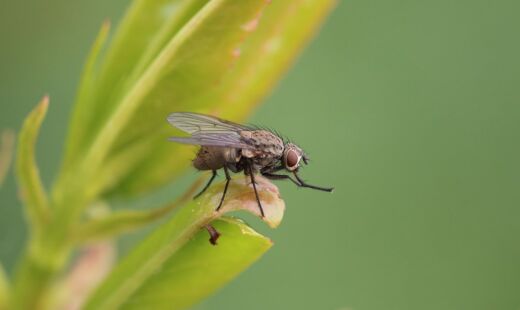 Descubra como montar um jardim perfumado que também protege sua casa contra mosquitos