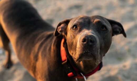 A melhor forma de interpretar o sentimento do seu cachorro é observar o corpo dele inteiro