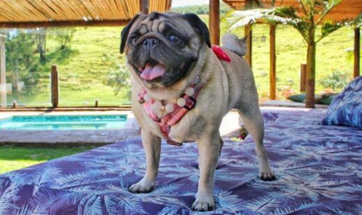 Treinamento será conduzido pela jornalista Marília Andrade, do canal Farejando por Aí