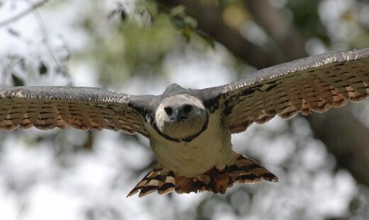 Sua envergadura chega a 200 centímetros