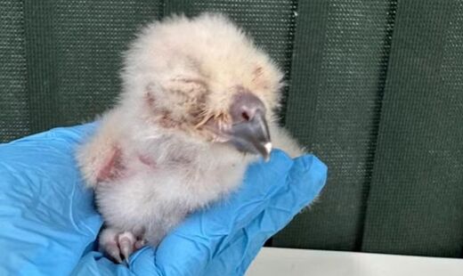 Filhotes passarão por exame de DNA nos próximos dias para identificação do sexo