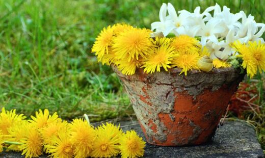 A ci&ecirc;ncia comprovou benef&iacute;cios medicinais do dente-de-le&atilde;o
