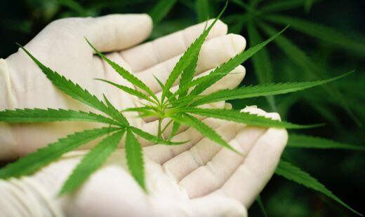 Estudo revela que pessoas tem maior inclinação ao uso de Cannabis por causa genética