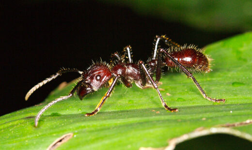 Formiga tocandira (Paraponera clavata) se prende à pele da vítima enquanto aplica repetidas ferroadas com um veneno neurotóxico dominado por poneratoxina