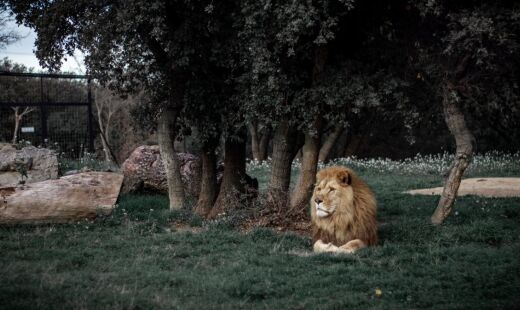 O caso do le&atilde;o Guru marcou Goi&acirc;nia e exp&ocirc;s os riscos de criar animais selvagens em casa