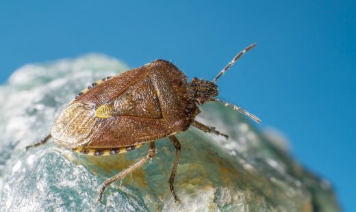 O percevejo marrom é inofensivo, mas seu cheiro forte faz muita gente se incomodar com sua presença