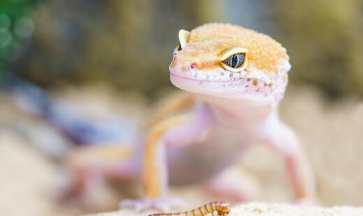 Veja o que esse visitante traz de benefícios