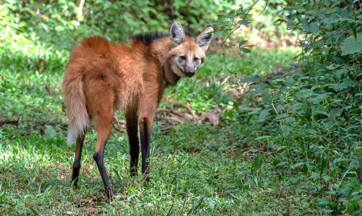 Plataforma permite o compartilhamento e cruzamento de dados biológicos, facilitando a identificação e o rastreamento de agentes infecciosos