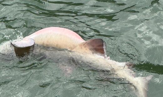 Espécie está na lista de animais marinhos ameaçados de extinção