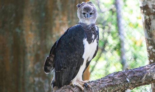 Fotografia rara mostra harpia em seu habitat natural e evidencia resultados de duas décadas de pesquisa