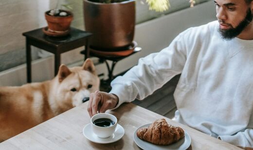 Cães podem ter fome constante por uma série de fatores