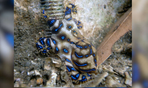 Polvo-de-an&eacute;is-azuis tem veneno mil vezes mais forte que o cianeto e pode matar em minutos