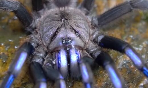 O aracnídeo surpreende pelo habitat incomum e pela coloração rara na natureza
