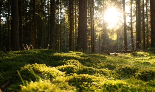 Ação da Visit Sweden une o bem-estar mental e físico com a cultura e natureza sueca